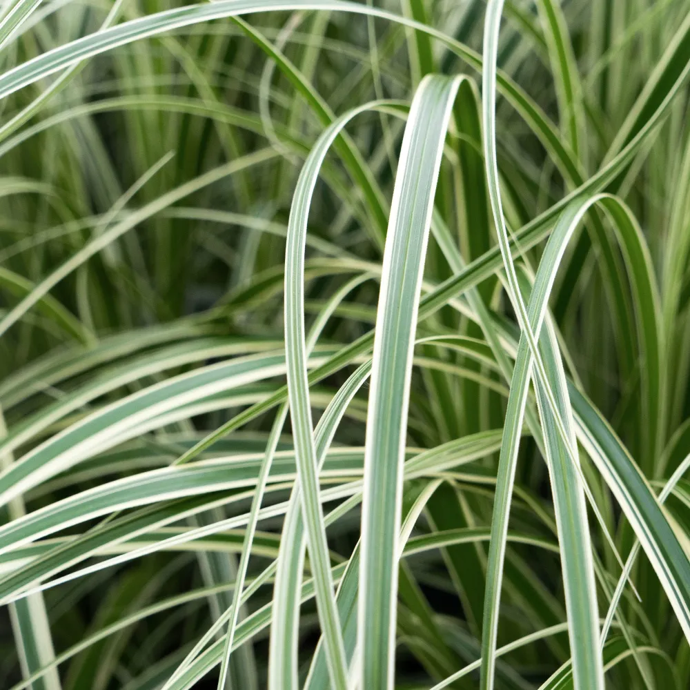 Gramínea Carex 'Feather Falls' | Kit Completo de Instalación