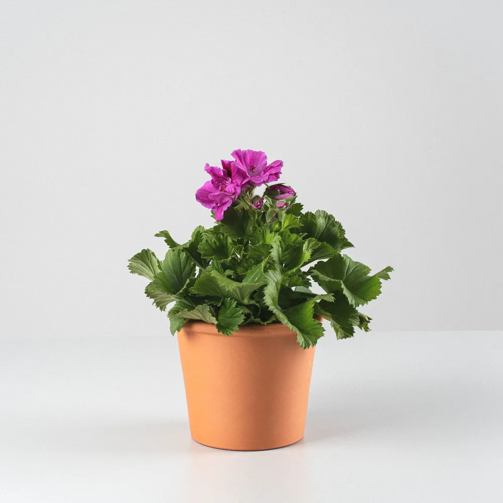 Soporte Ajustable Geranio Pensamiento grandiflorum