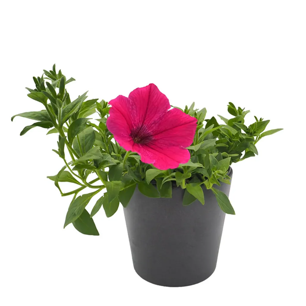 Soporte Ajustable Petunia 'Surfinia'