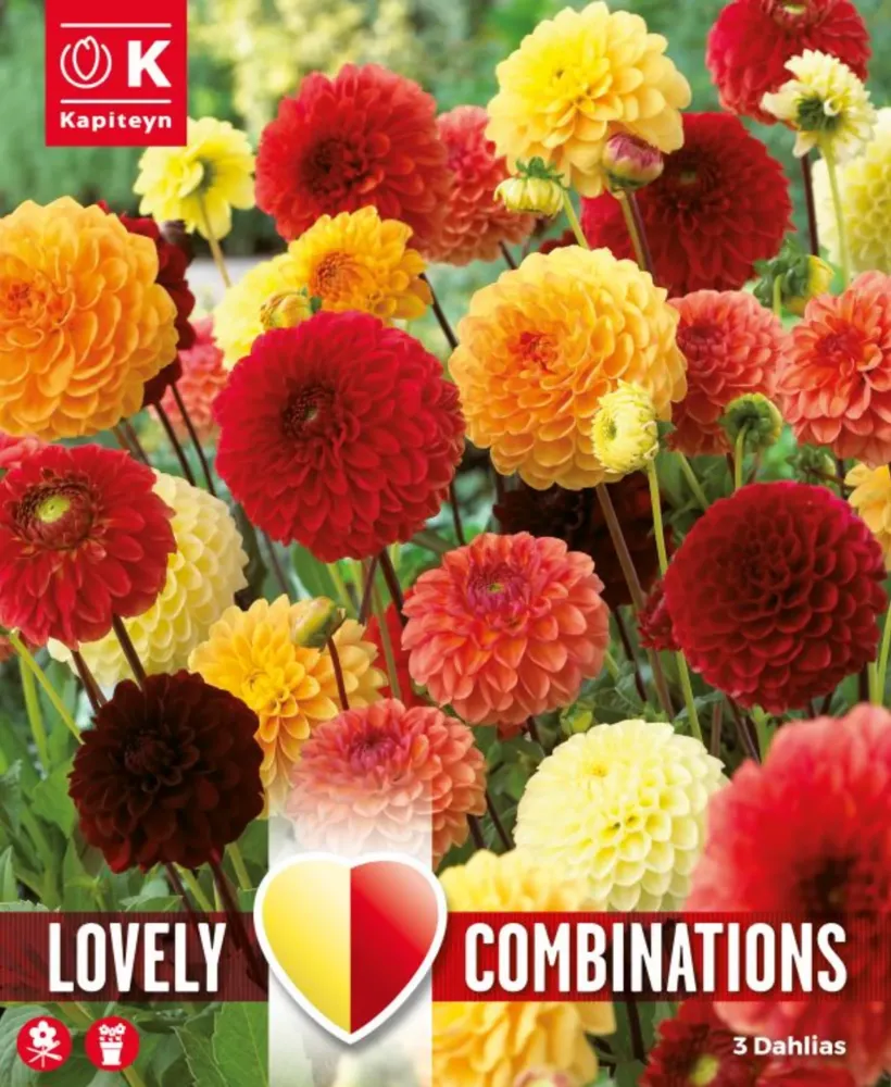 Bulbos de Dahlia pompon Lovely Combinations rojo, naranja y amarillo para Plantas de Sombra