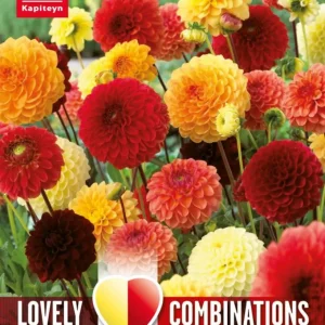 Bulbos de Dahlia pompon Lovely Combinations rojo, naranja y amarillo | Kit Completo de Instalación