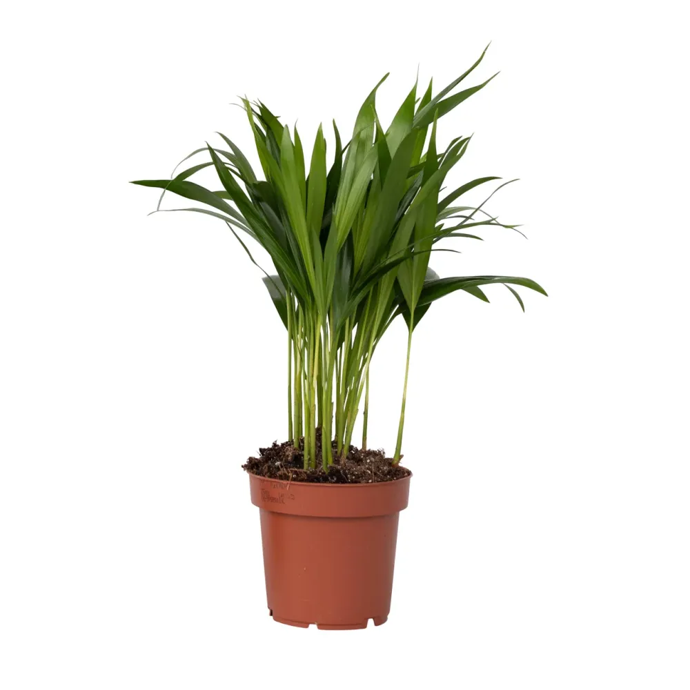 Humidificador para Plantas Palma Areca - Dypsis Lutescens - Altura 30-45cm - ⌀12cm