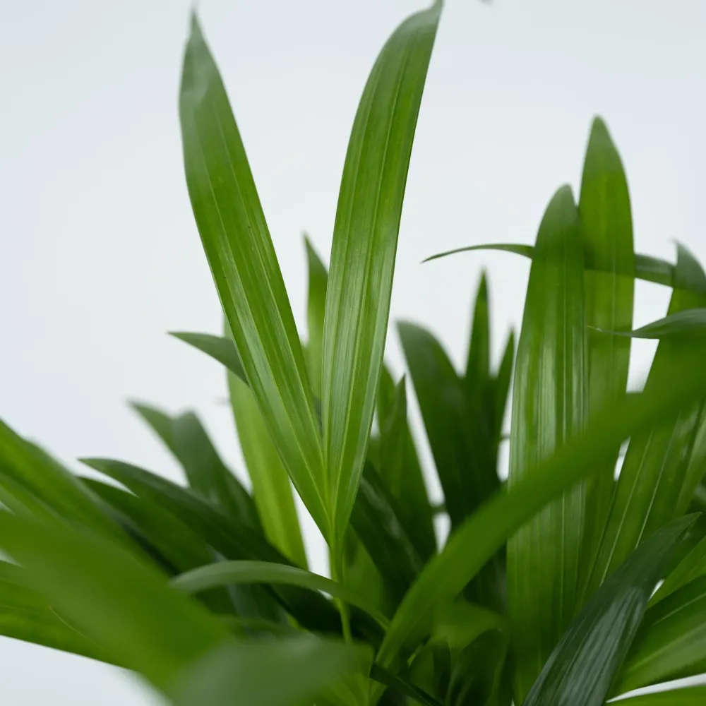 Humidificador para Plantas Palma Areca - Dypsis Lutescens - Altura 30-45cm - ⌀12cm