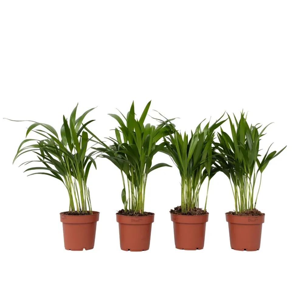 Palma Areca - 4 Pzs - Dypsis Lutescens - Altura 30-45cm - ⌀12cm | Kit Completo de Instalación