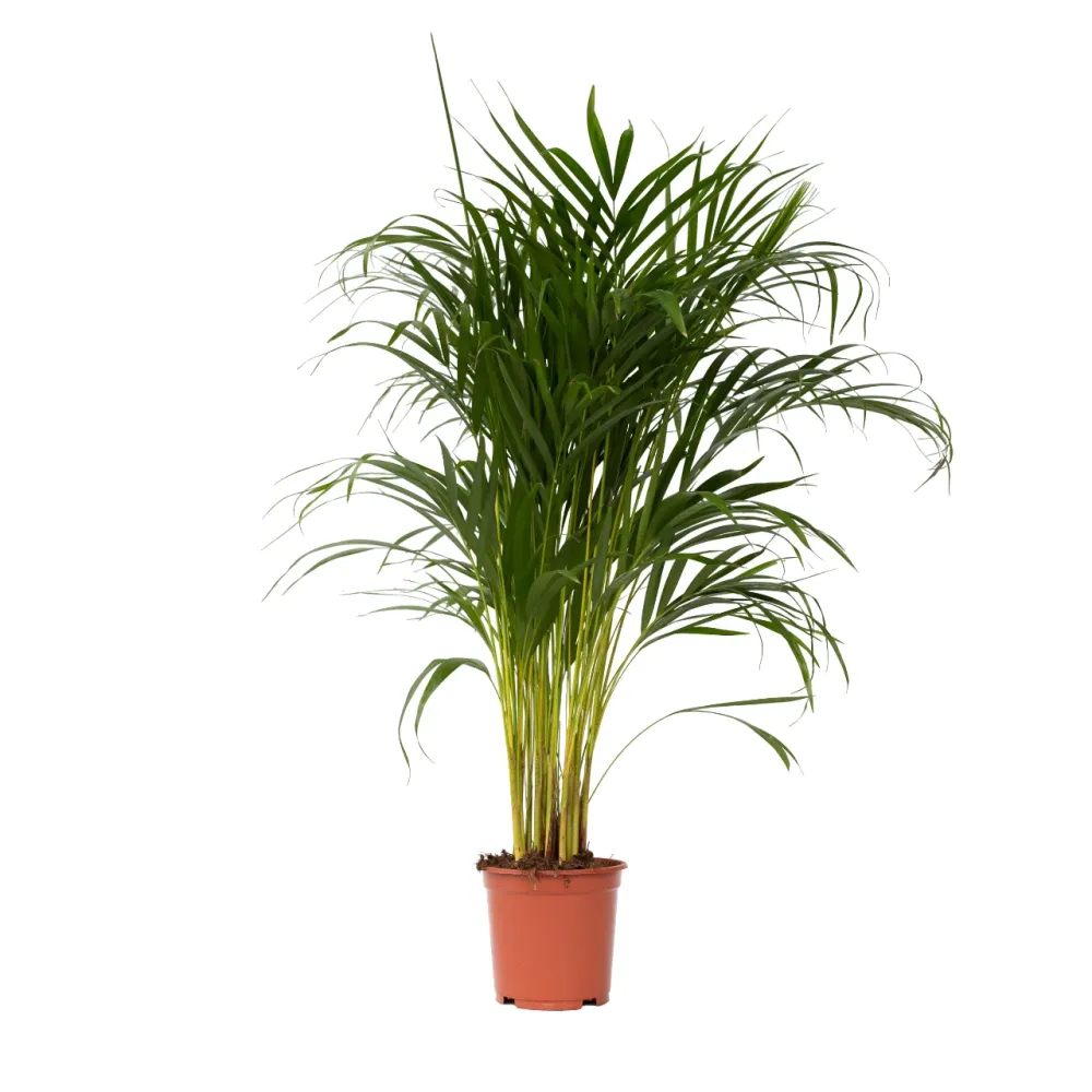 Profesional Hidropónico Palma Areca - Dypsis Lutescens - Altura 100-120cm - ⌀21cm