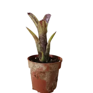 Riego por Goteo Automático Neoregelia Domino Planta Bromelia Para Terrarios E Inteior
