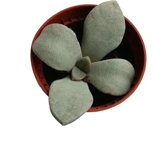 Aloinopsis Rubrolineata Planta Suculenta Ø5 | No Transgénicas |