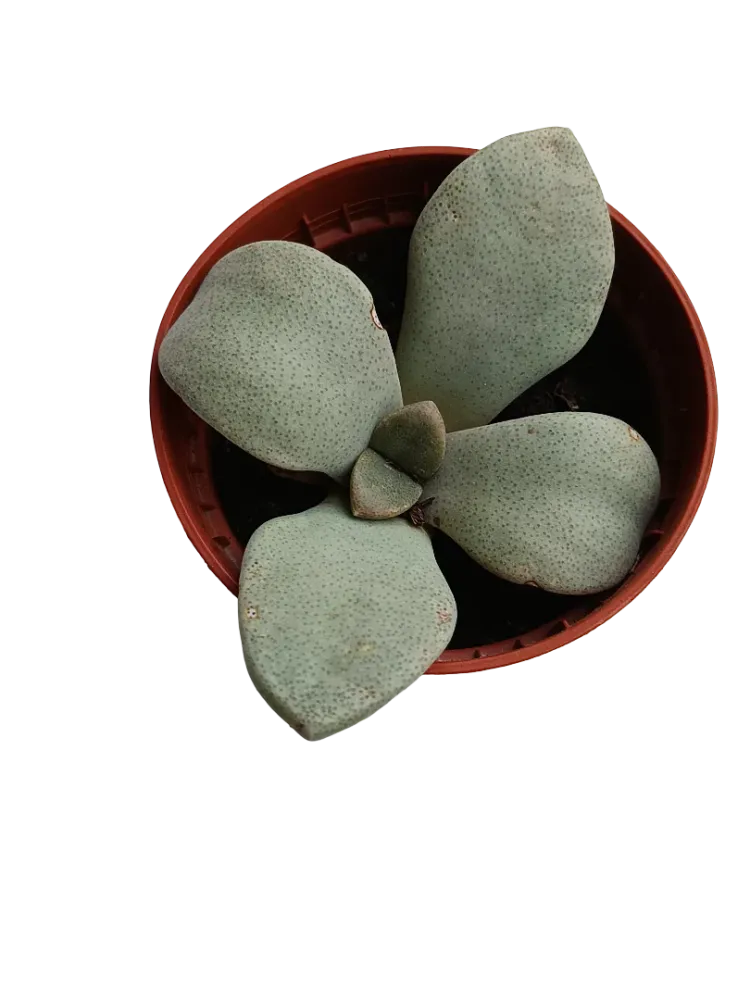Aloinopsis Rubrolineata Planta Suculenta Ø5 | No Transgénicas |