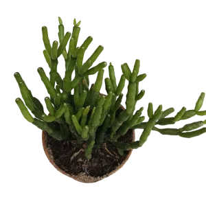 Bulbos de Floración Hatiora Planta Suculenta Colgante Ø5 Cm
