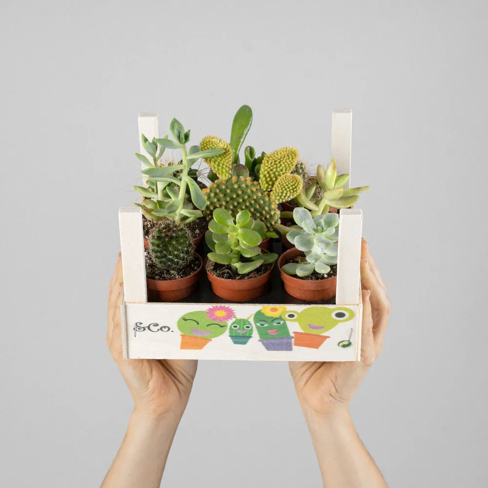 Cactus variados caja de madera para Sembrar en Maceta