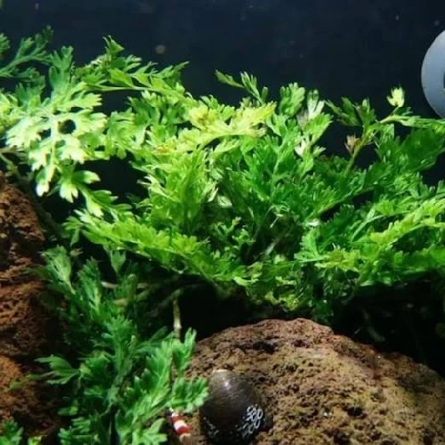 Esquejes de Bolbitis heteroclita difformis