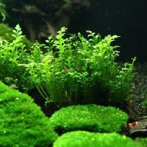 Esquejes de Bolbitis heteroclita difformis