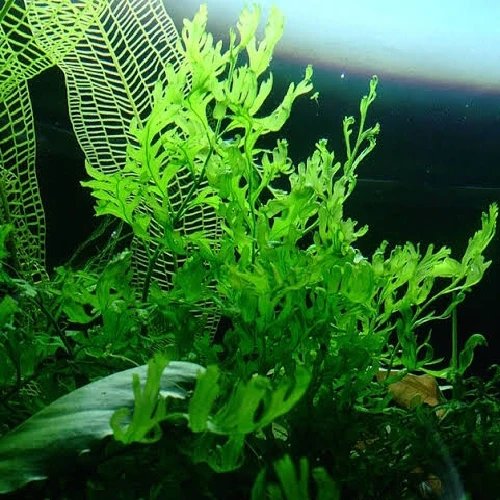 Esquejes de Bolbitis heteroclita difformis