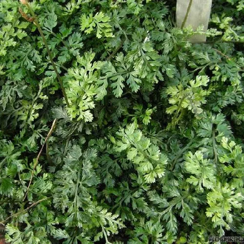 Esquejes de Bolbitis heteroclita difformis
