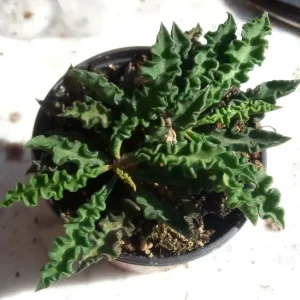 Euphorbia Decary Pequeñas Planta Suculenta Rara Variedad Heirloom