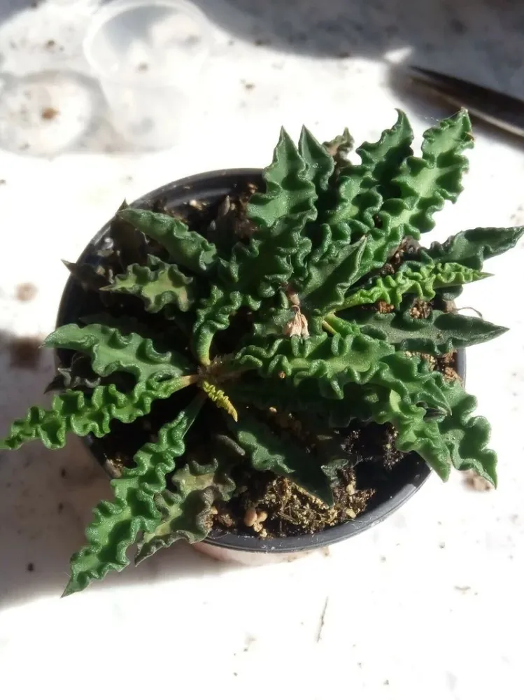 Euphorbia Decary Pequeñas Planta Suculenta Rara Variedad Heirloom