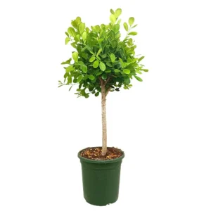 Ficus Microcarpa Moclame M32 120cm
