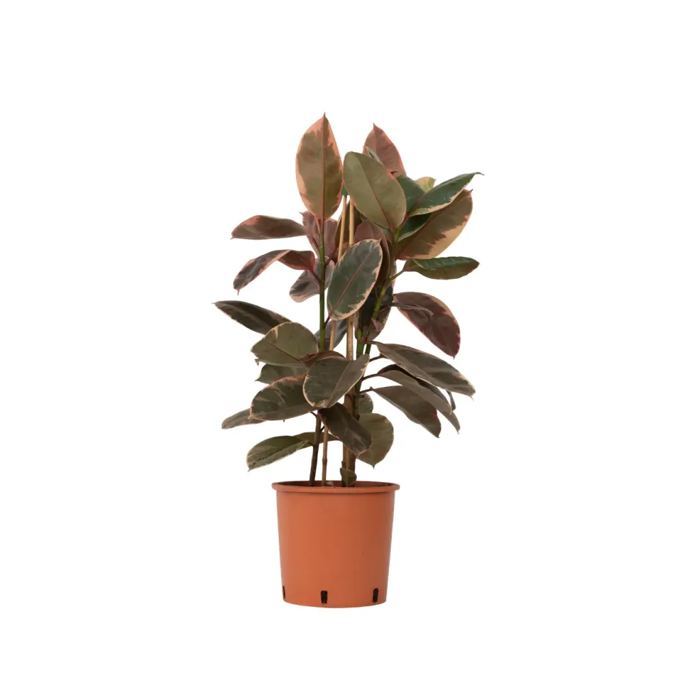 Higuera Cauchera - Ficus Elastica 'belize' - Altura 75-100cm - ⌀24cm con Alto Rendimiento