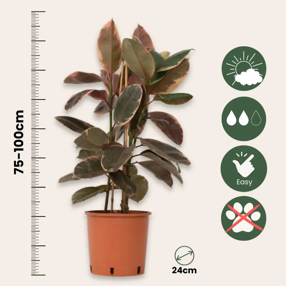 Higuera Cauchera - Ficus Elastica 'belize' - Altura 75-100cm - ⌀24cm con Alto Rendimiento