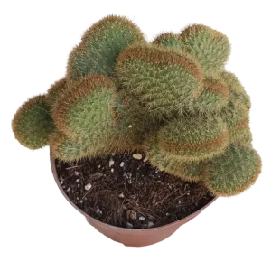 Hildewintera Aureispina Cactus De Sol Ø13 Cm con Alto Rendimiento