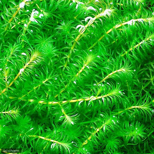Hydrilla verticillata para Zona de Sombra