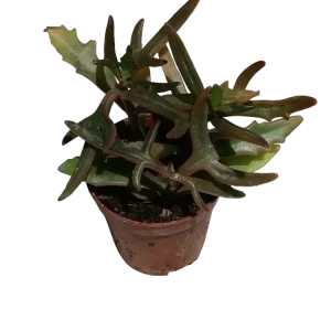 Kalanchoe Kewensis Planta Suculenta Ø5 Spider Flor Rosa de Crecimiento Rápido