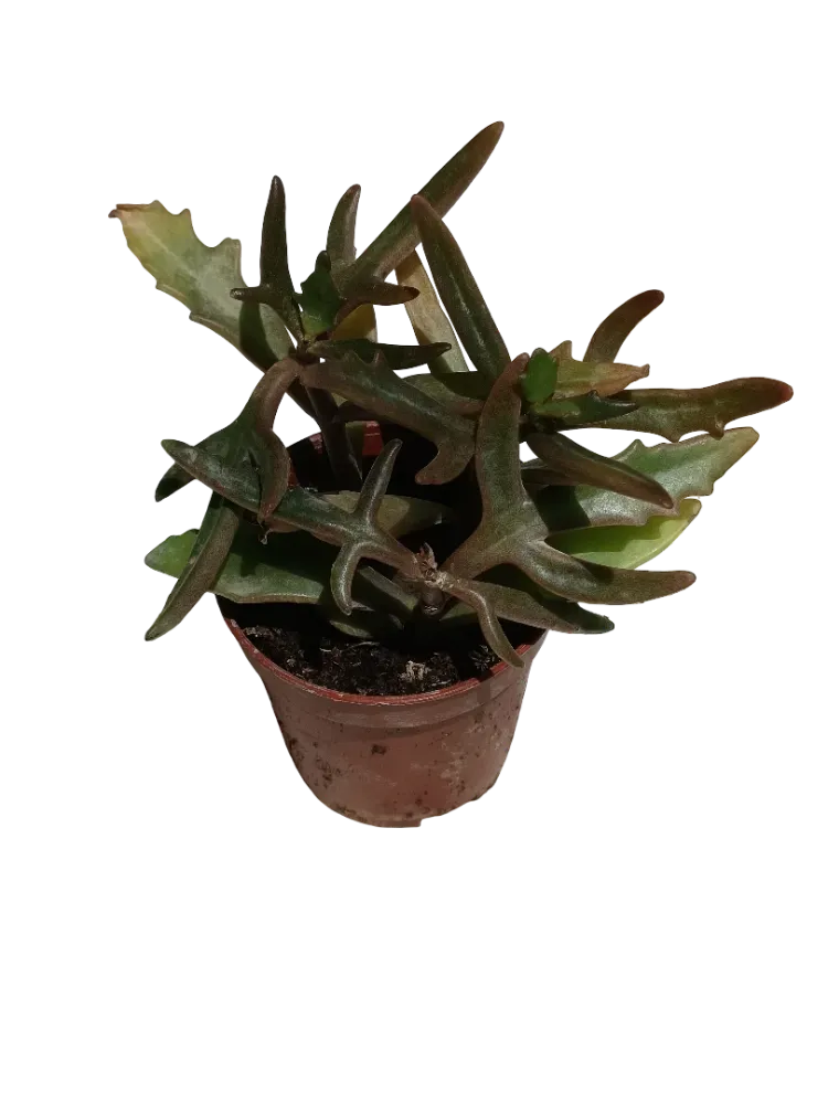Kalanchoe Kewensis Planta Suculenta Ø5 Spider Flor Rosa de Crecimiento Rápido