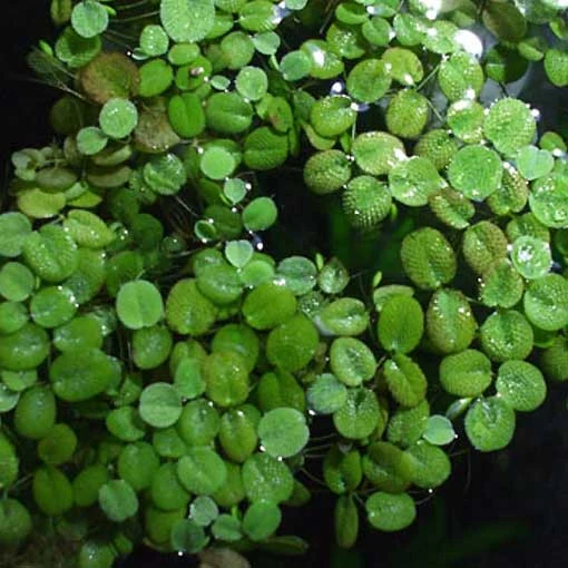 Kit de Germinación Salvinia auriculata