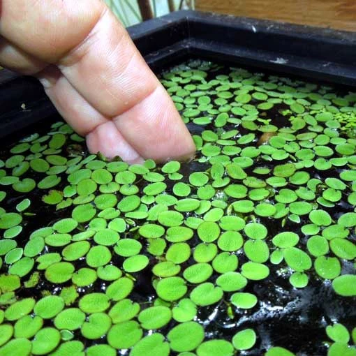 Kit de Germinación Salvinia auriculata