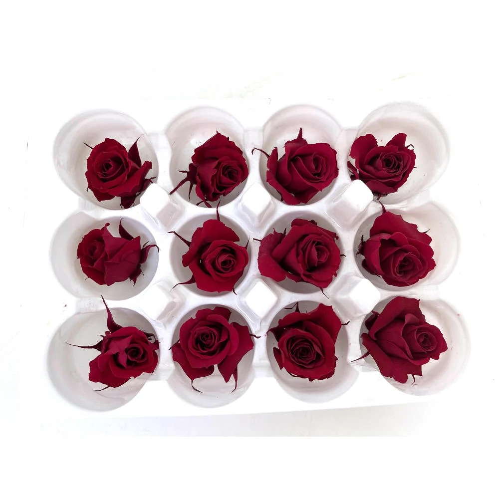 Mundo Eterno Rosas Preservadas Rojas 12 Unidades 4cm con Garantí de Germinación