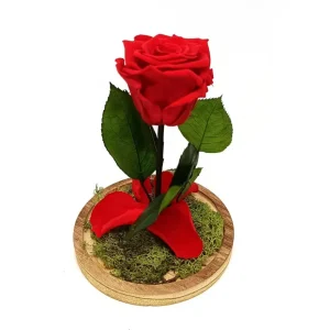 Planta de Interior Mundo Eterno Rosa En Cúpula Roja 12x20