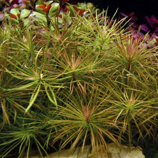 Pogostemon stellata con Alto Rendimiento