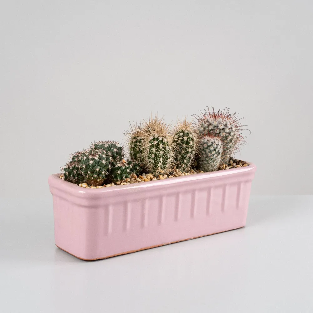 Resistente la Intemperie Cactus jardinera cerámica
