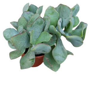 Resistente la Intemperie Crassula Arborescens Cobalto Hale Planta Suculenta De La Suerte Ø5