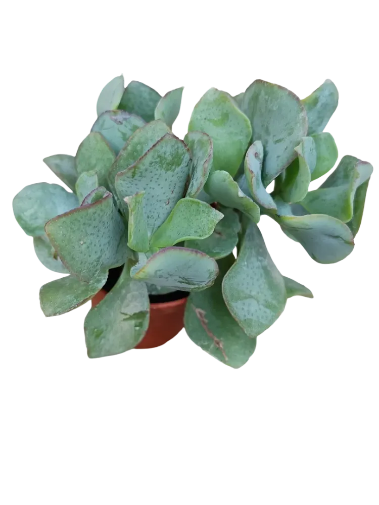 Resistente la Intemperie Crassula Arborescens Cobalto Hale Planta Suculenta De La Suerte Ø5