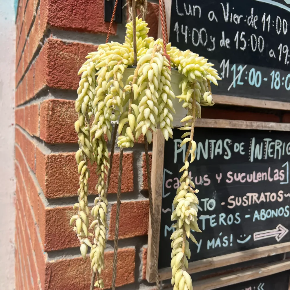 Resistente la Intemperie Suculenta Cola De Burro L