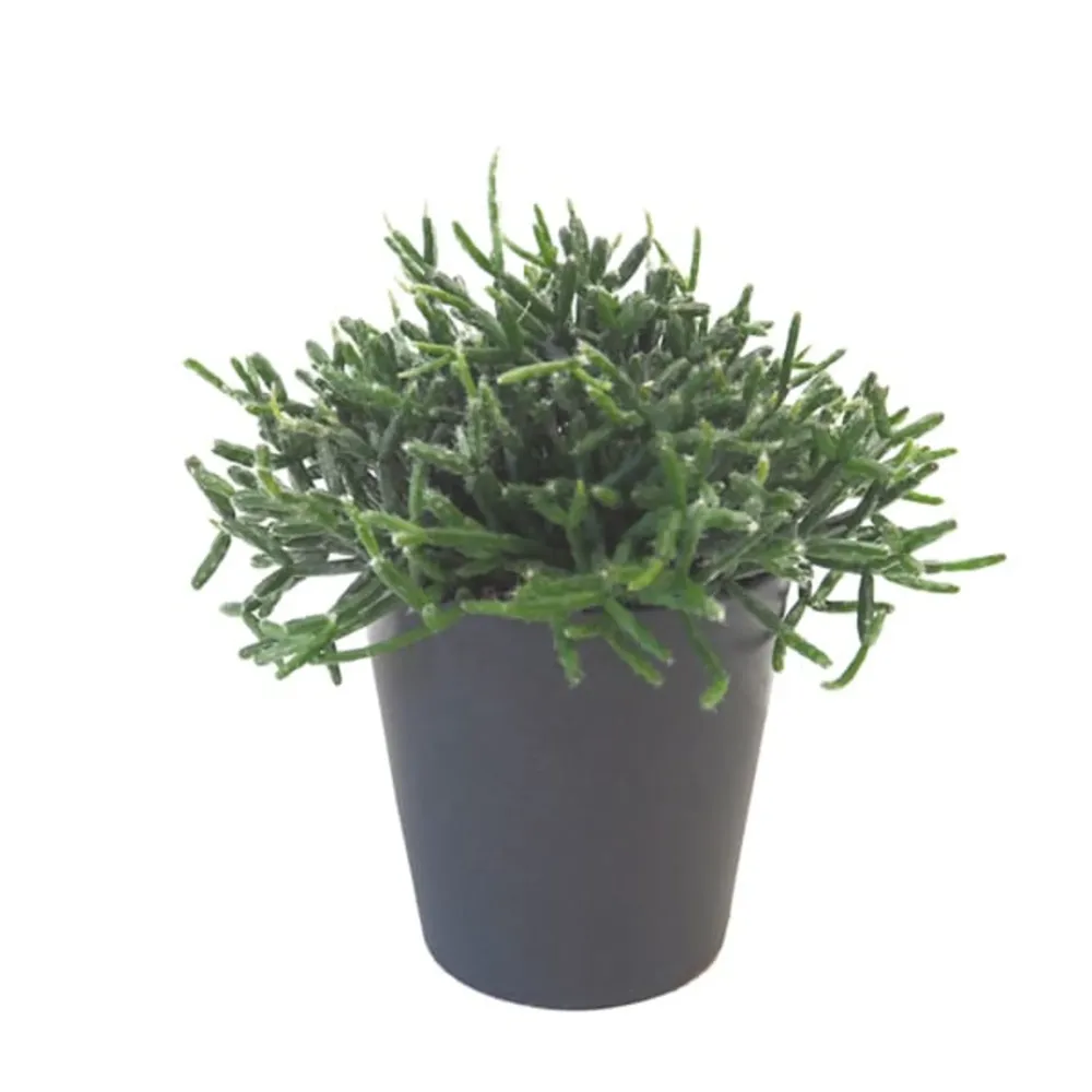 Rhipsalis para Sembrar en Maceta