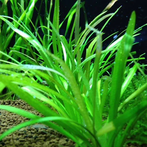 Sagittaria subulata de Temporada de Primavera