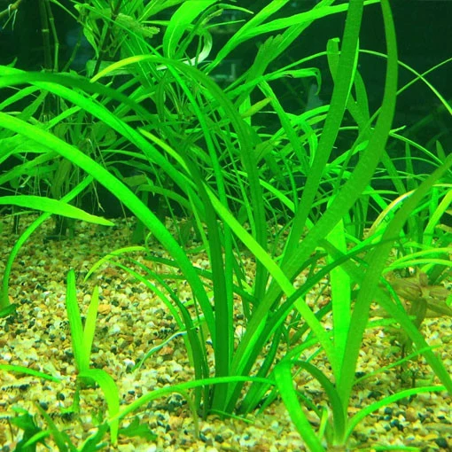 Sagittaria subulata de Temporada de Primavera