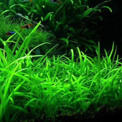 Sagittaria subulata de Temporada de Primavera