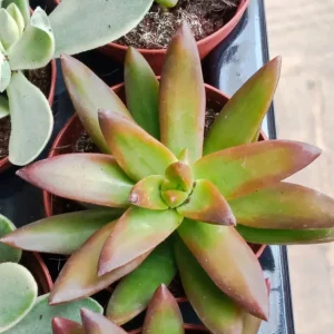 Sedum Amarillo Planta Suculenta Ø5 Cm de Crecimiento Rápido