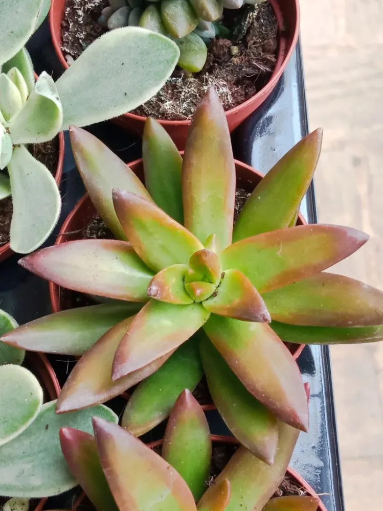 Sedum Amarillo Planta Suculenta Ø5 Cm de Crecimiento Rápido