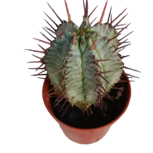 Semillas de Hortaliza Euphorbia Horrida Planta Suculenta 5 Cms