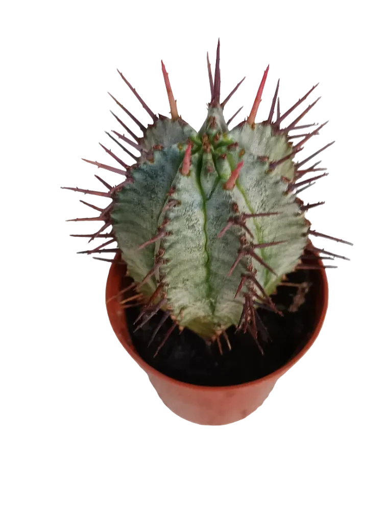 Semillas de Hortaliza Euphorbia Horrida Planta Suculenta 5 Cms