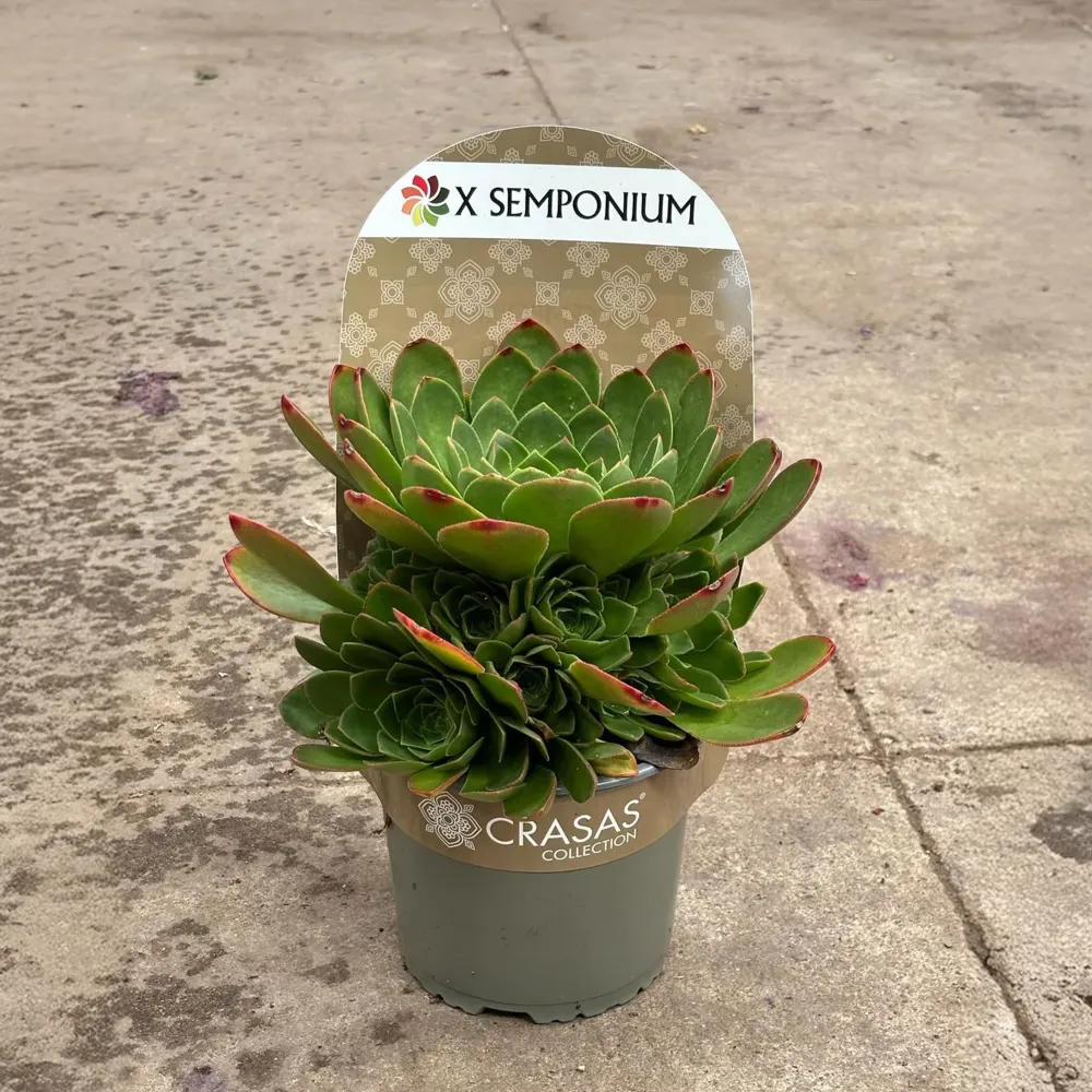 x Semponium Colección "Surreal" con Garantí de Germinación