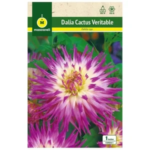 Set de Hierbas Bulbo Dalia Cactus Veritable