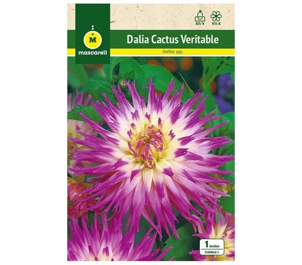 Set de Hierbas Bulbo Dalia Cactus Veritable