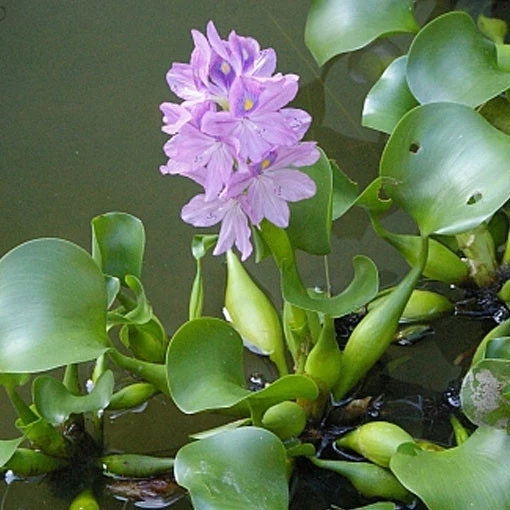 Variedad de Jardín Eichhornia crassipes