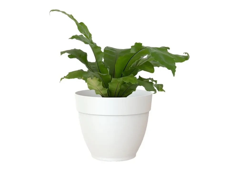 Artevasi Macetero Plástico Capri Campana Blanco 25cm para Cultivo de Hierbas