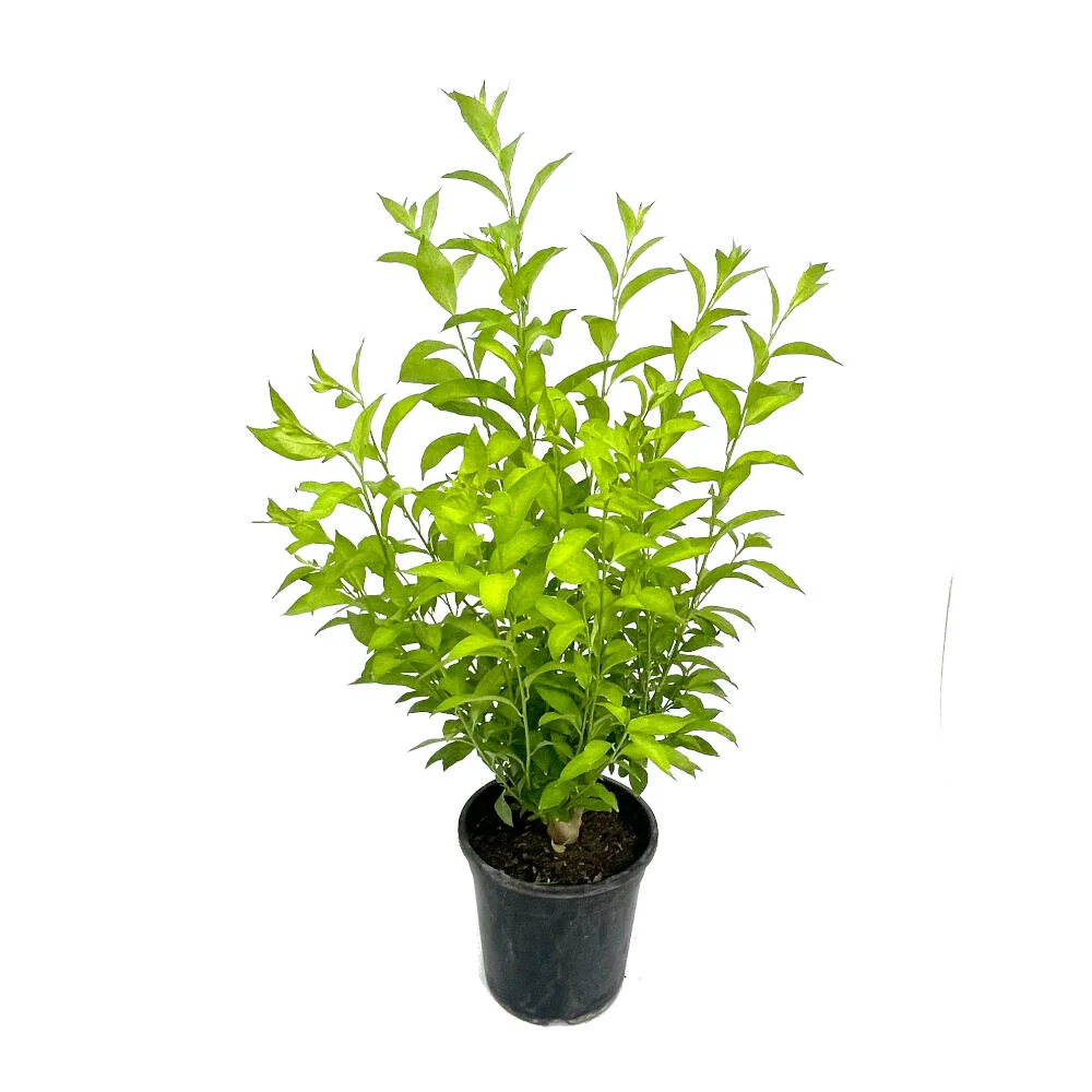 Maceta Biodegradable de Fibra Galan De Noche M25 90cm (cestrum Nocturnum)